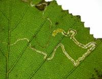 Image result for Stigmella alnetella