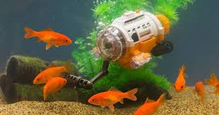 Check spelling or type a new query. Goldfish Selfies That S Now A Thing You Can Do Thanks To Japan Cnet
