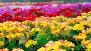 Check spelling or type a new query. How To Grow Begonia