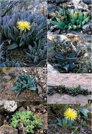 Image result for Hereroa glenensis