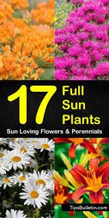 Hardy in zones 4 to 9. 17 Full Sun Plants Sun Loving Flowers And Perennials