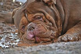 Despite what its name may imply, the french bulldog was developed in england. Khaos Kennels Khaos Kennels Bulldog Puppies Puppies For Sale