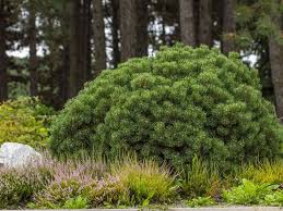 Maybe you would like to learn more about one of these? 10 Types Of Pine Trees Everyone Should Know American Conifer Society