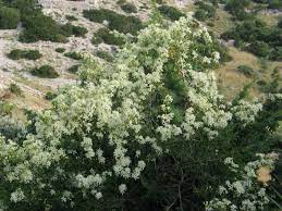Clematis are the kings and queens of vines. Clematis Flammula L