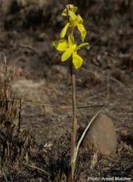 Image result for Moraea spathulata