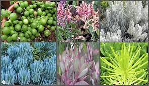 Image result for Senecio