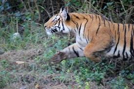 Disgruntled tiger charges an elephant ...