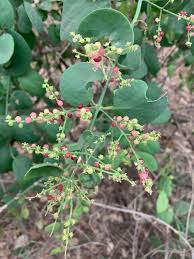 Image result for Salvadora persica