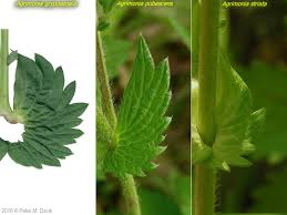 Image result for Agrimonia