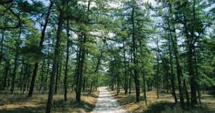 Pine Barrens Sugar Sand Medford Lakes Nj New Jersey Photographic Print