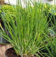 Wash then pat with a soft cloth to remove moisture. Growing Chives Is Easy Even If You Are A Beginner