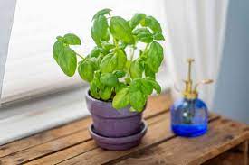 Garlic spray is an effective natural insecticide that can be used for aphids control. How To Grow Basil