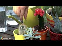 Si quieres que tu cactus ✅ no se quede pequeño y crezca, entra a este artículo y aprende cómo cuidar tu planta en el interior de tu casa o en el cómo cuidar un cactus, ya que son excelentes plantas utilizadas para tenerlas en espacios internos de la casa, apartamentos, oficinas u otro lugar. Cuidar Cactus Y Plantas Crasas Bricocrack Youtube