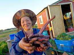 We only select garden tools that guarantee perfect handling. Carleton College S Relationship With Local Hmong Farmers Bears Powerful Fruit
