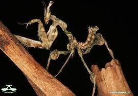 Check spelling or type a new query. Devils Flower Mantis Idolomantis Diabolica Keeping Insects