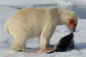 Resultado de imagen de fotos de animales en peligro de extinción