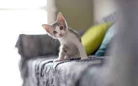 Cat trees, food & supplies. Supplies To Have When Bringing Your New Cat Home Comfort Zone