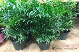 How To Care For Palm Trees Indoors The Ultimate Palm Plant Care Guide