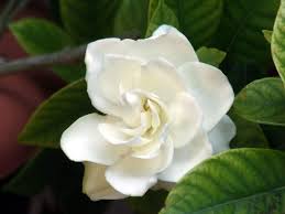 Piccoli fiori a stella, gialli screziati di rosso scuro. Pianta Di Gardenia Jasminoides In Vaso O18 Cm Fiori Profumatissimi Utensili Per Il Giardinaggio Com Piante Da Esterno