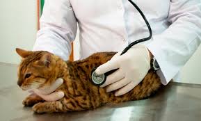 Best sellers are hard to come by. Veterinary Appointment Zabeel Veterinary Hospital Groupon