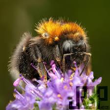 Image result for Bombus hypnorum