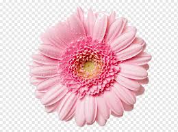 Find over 100+ of the best free pink flower images. Pink Flower Png Images Pngwing