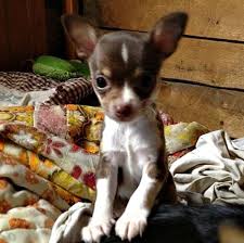 29 best of chiweenie puppies; Chihuahua Puppy Gallery I Love My Chi