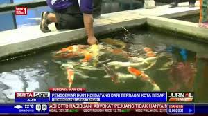 Ikan koi dengan bentuk dan warna yang cantik ini. Budidaya Koi Hobi Yang Mampu Memenuhi Kebutuhan Sehari Hari Youtube