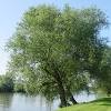 Die salix alba tristis ist das perfekte solitärgewächs, denn andere pflanzen haben in ihrer. Https Encrypted Tbn0 Gstatic Com Images Q Tbn And9gcrue62qd Xi Ob6ahqvl1tng2jfuwr1wozu0ph1enkjexnuafyf Usqp Cau