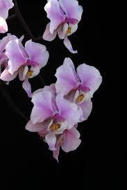 Northwest Orchid Society Show Orchids Phalaenopsis Pink Butterfly