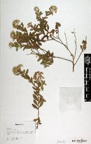 Image result for Pluchea dioscoridis