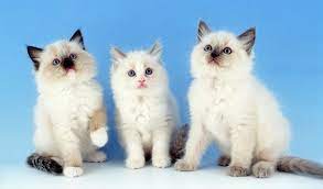 Ragdoll Cat Breed Information