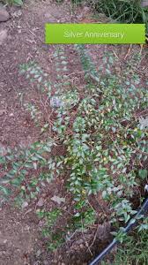 Maybe you would like to learn more about one of these? Abelia A Fragrant And Mid Summer To Fall Blooming Shrub