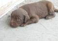 We have had standards in our family for over…. Chocolate Lab Puppies Pets And Animals For Sale Michigan