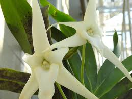 Image result for Solenangis