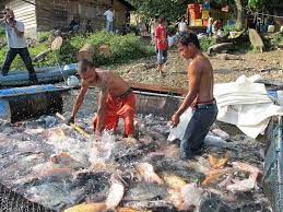 Fakta Ternyata Memang Ini Cara Budidaya Ikan Nila Terbaik