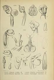 Image result for Zeuxine africana