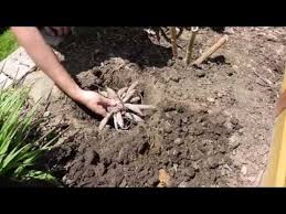 If started inside, place the containers under plant lights. Planting Dahlia Tubers Youtube