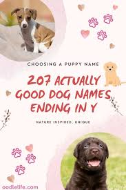207 Actually Good Dog Names Ending In Y Or Ie Organized Oodle Life