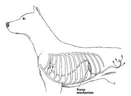 These patients are truly at risk for sudden death because of their respiratory distress. Idiopathic Chylothorax Nonsurgical And Surgical Management Vetfolio