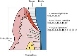 Lysosomes contain hydrolytic enzymes necessary for intracellular digestion. Frontiers Oral Mucosal Epithelial Cells Immunology