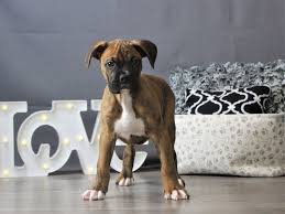 Puppyfinder.com is proud to be a part of the online adoption community. Boxer Puppies Petland Carriage Place