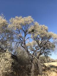 Image result for Acacia haematoxylon