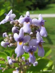 Image result for Vitex obovata
