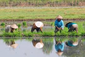 Petani laki2 dewasa menyiapkan lahan untuk ditanami padi.sedangkan petani wanita menyiapkan bibit padi. Terpopuler 40 Gambar Petani Menanam Padi Di Sawah