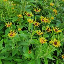 Image result for Ottelia kunenensis