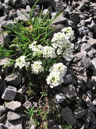 Pritzelago Alpina L Kuntze S Str Brassicaceae Hikr Org