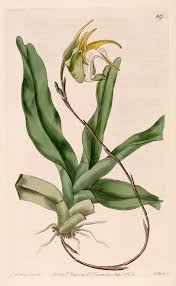 Image result for Aeranthes africana