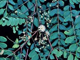 Image result for Albizia procera