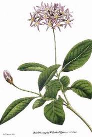 Image result for Dais cotinifolia